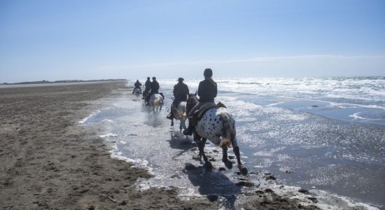 randonnee a cheval sur la plage