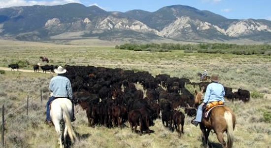 travail du bétail à cheval